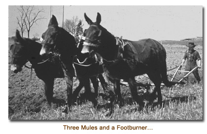 Mules & Plow
