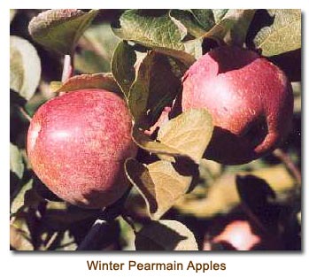 Winter Pearmain Apples